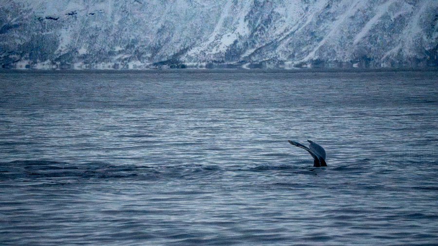 Humpback whale Norway