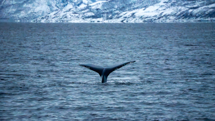 Humpback whale fin, Norway
