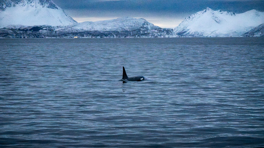 Orca whale watching