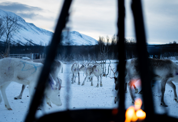 Lapland reindeer