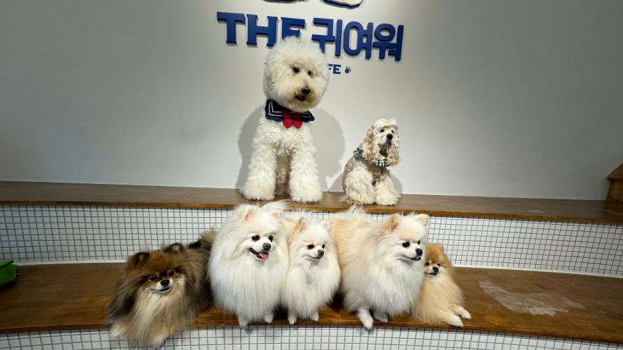 Pet Cafes in Seoul are popular